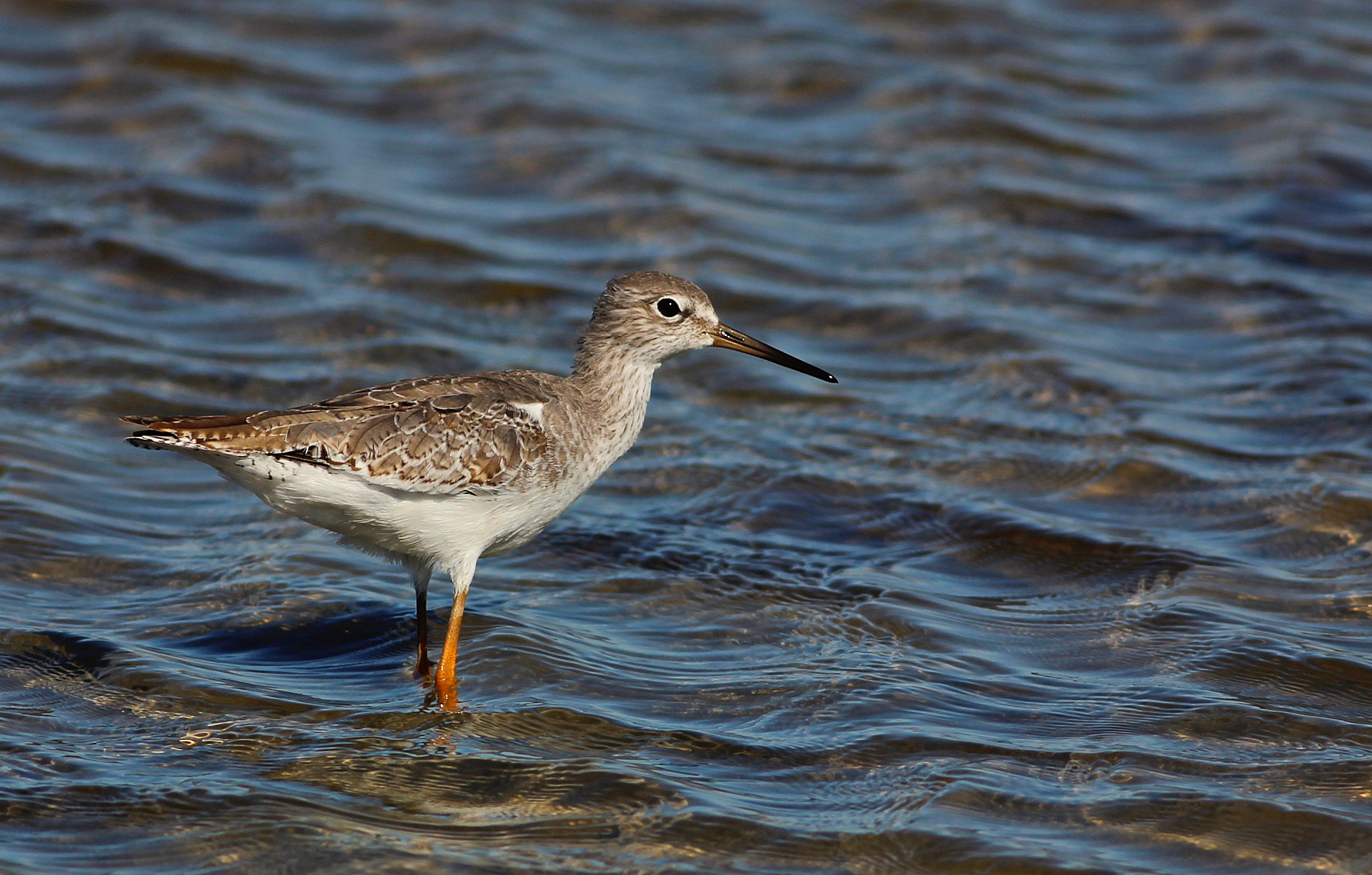 Marsh Sandpiper